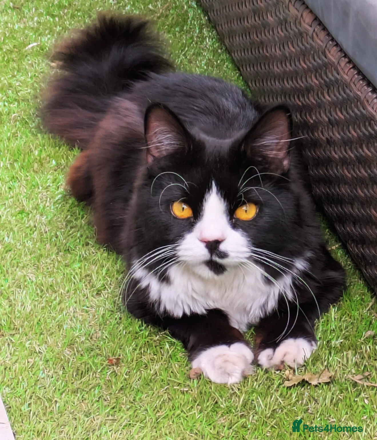 RagaMuffin cats Male ragamuffin cat for sale  - Advert 4