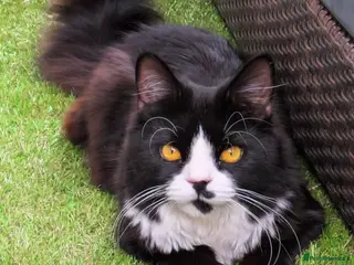 RagaMuffin cats Male ragamuffin cat for sale - Advert 4