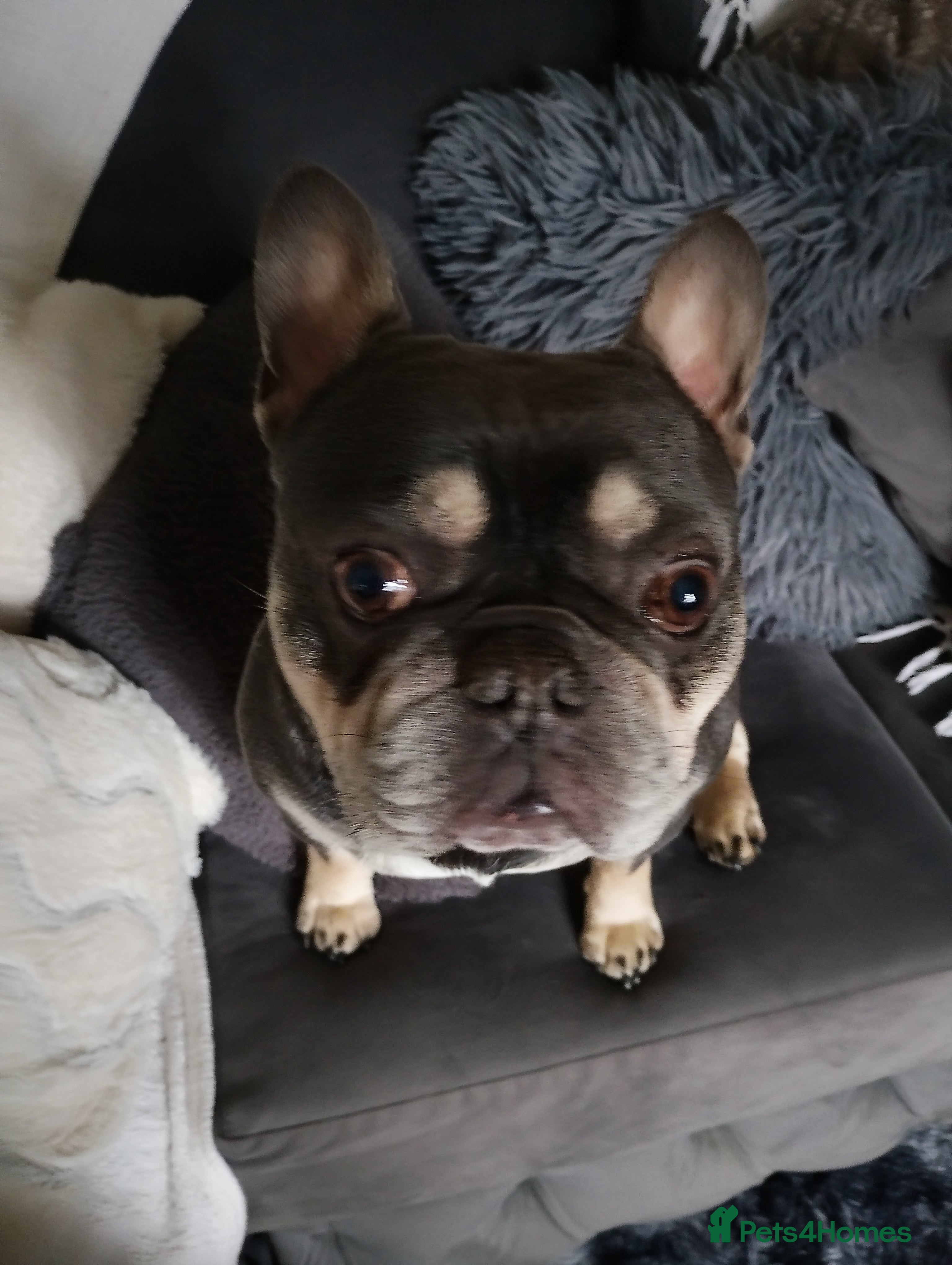 French Bulldog dogs french bulldog available for stud - Advert 1