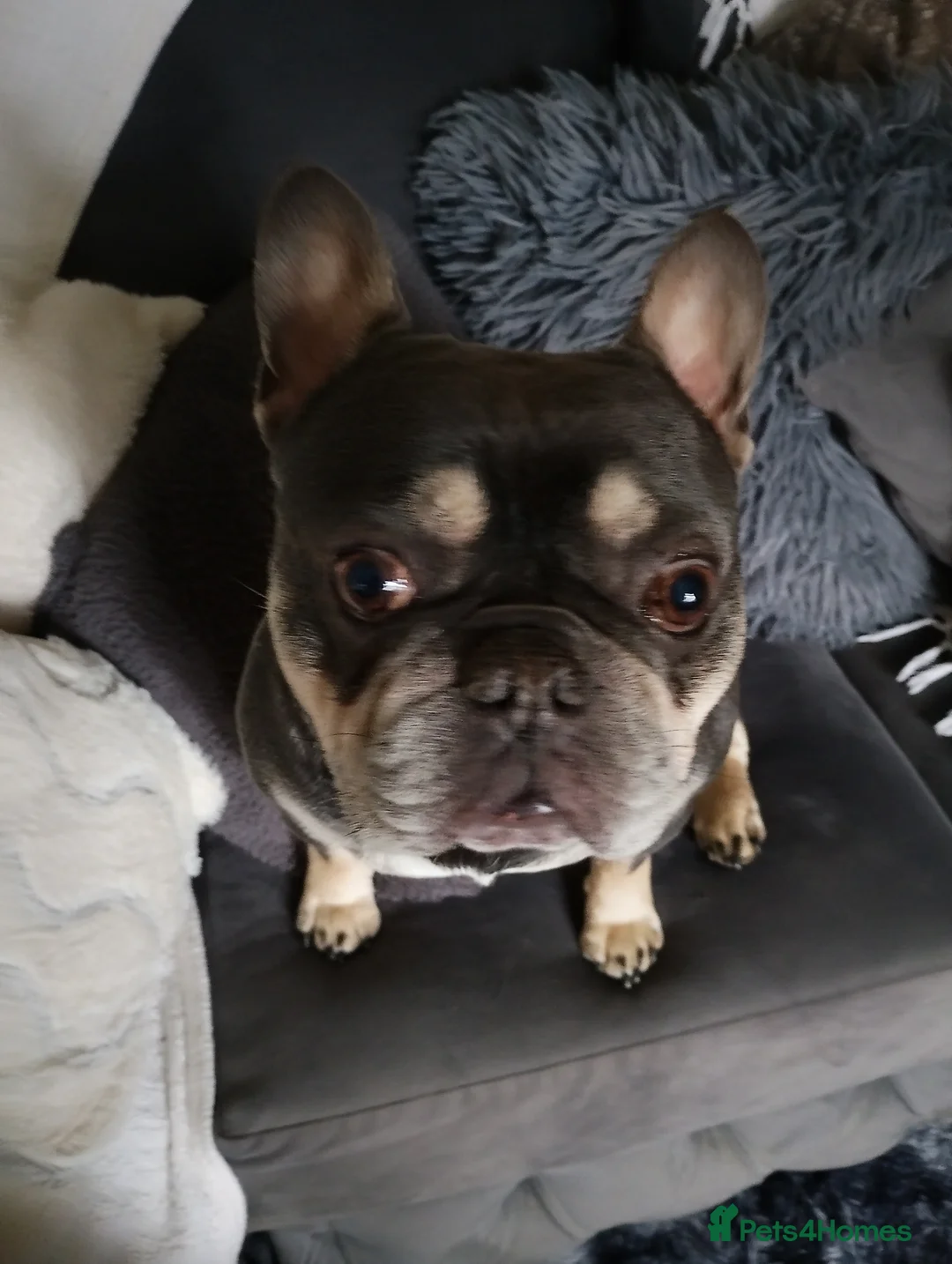 French Bulldog dogs for stud: french bulldog available for stud - Advert 1