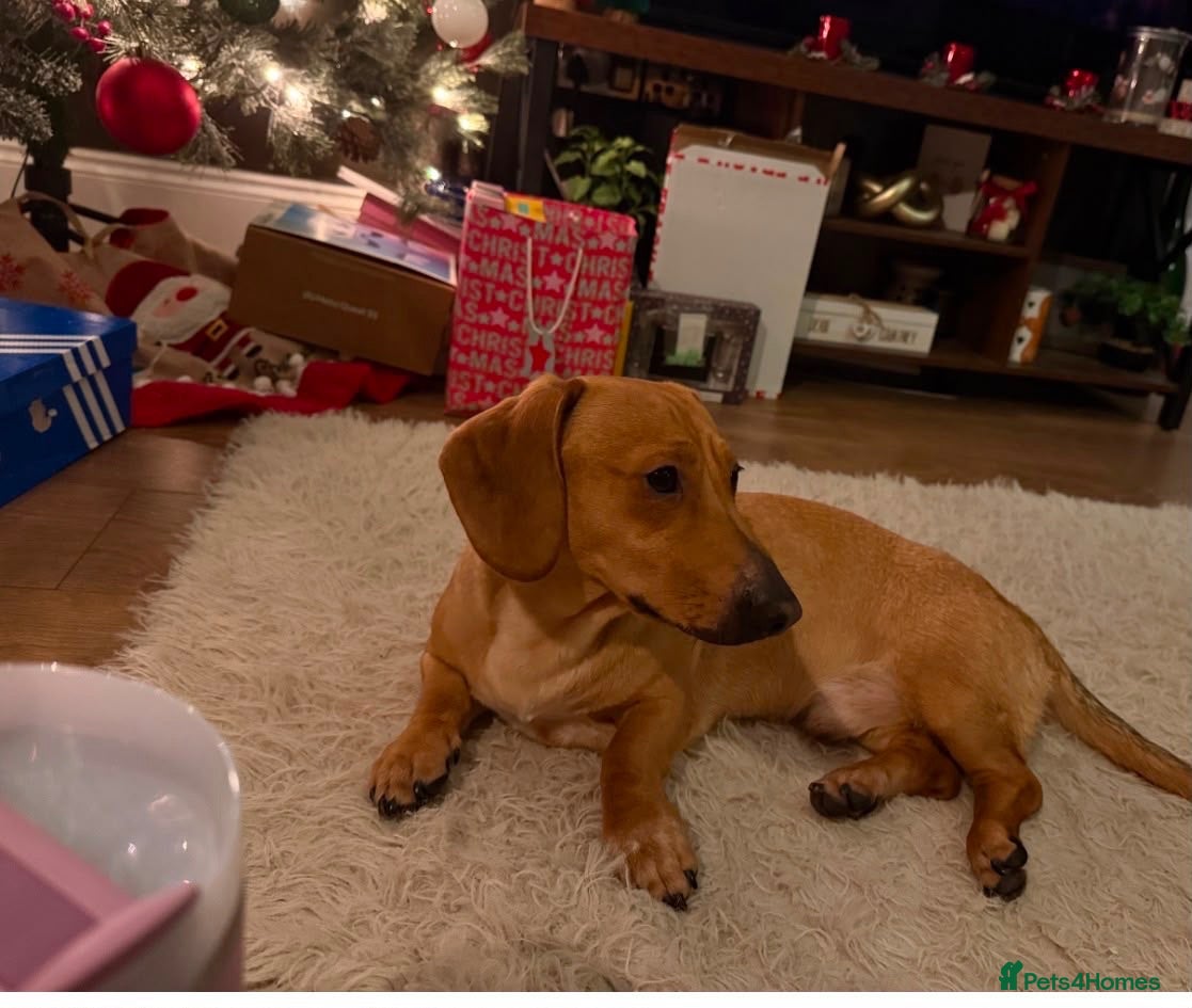 Mixed Breed dogs 💙🐶 MILO – A TINY CUDDLE BUG - Advert 1
