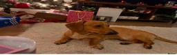 Mixed Breed dogs for adoption: 💙🐶 MILO – A TINY CUDDLE BUG in Swadlincote - Advert 1