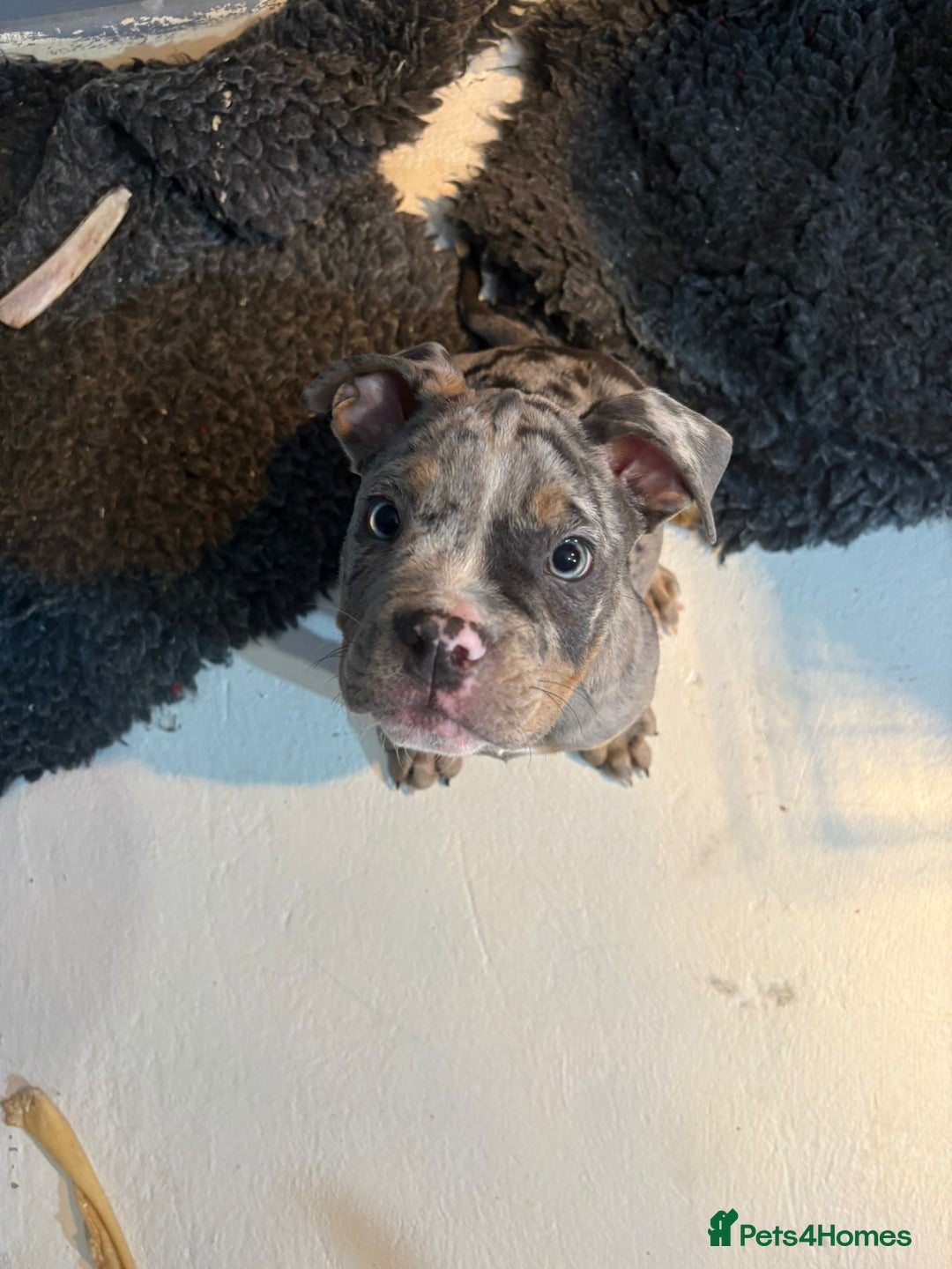 Olde English Bulldogge dogs for sale: 3 male puppy Olde English Bulldogges left - Advert 10