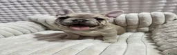 French Bulldog dogs for sale: French bulldog puppies - Advert 15