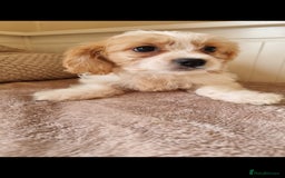 Cavapoo dogs for sale: Gorgeous Cavapoos ready for the perfect home 💖🏡 - Image 14