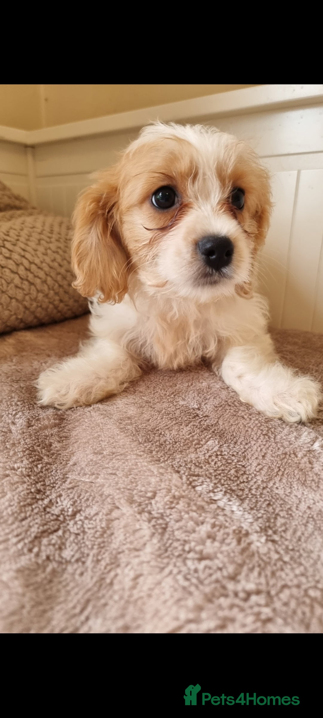 Cavapoo dogs for sale: Gorgeous Cavapoos ready for the perfect home 💖🏡 - Image 14