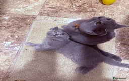 British Shorthair cats for sale: British shorthair kittens London(1 girl only) - Image 6