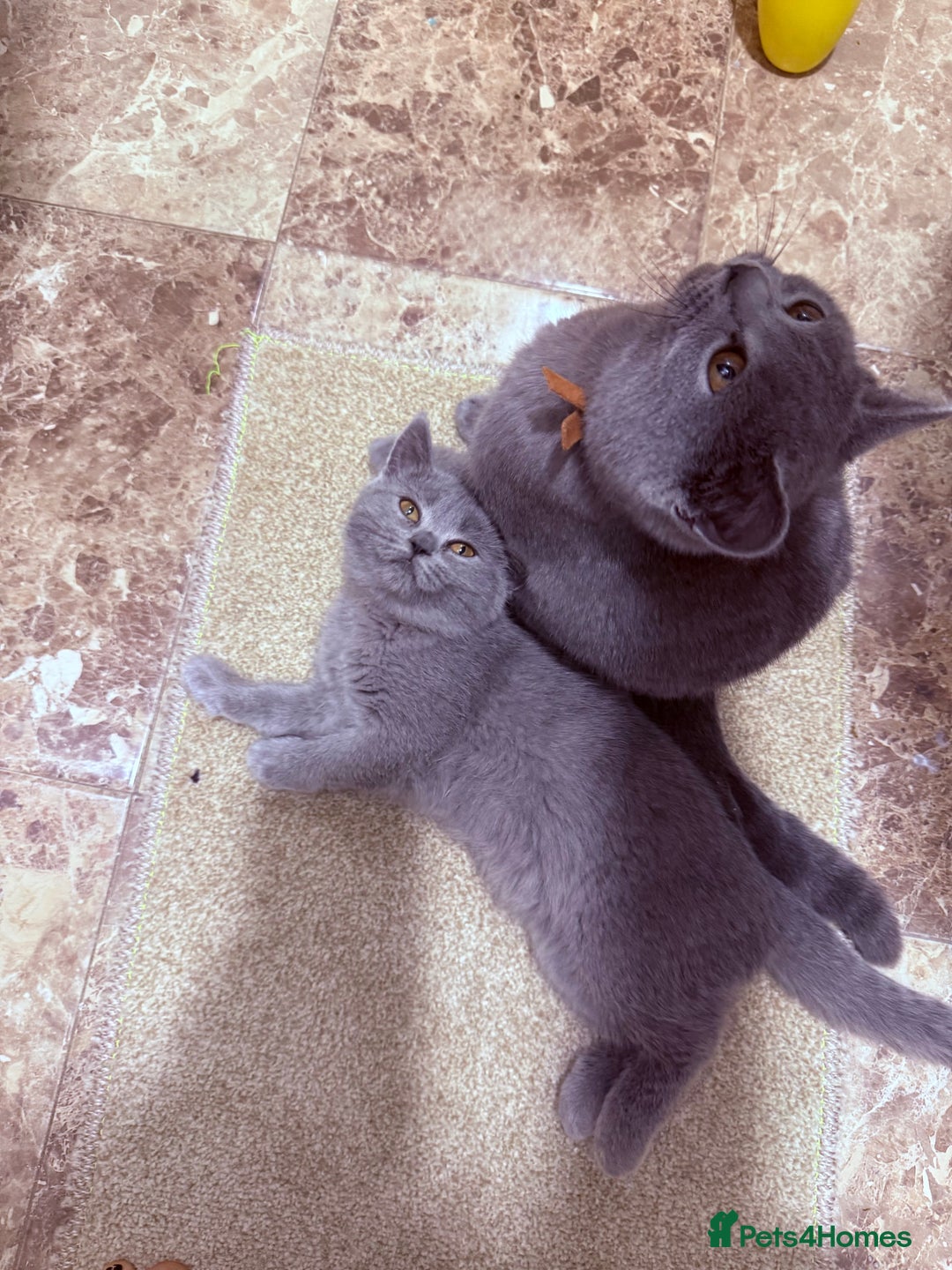 British Shorthair cats for sale: British shorthair kittens London(1 girl only) - Image 6
