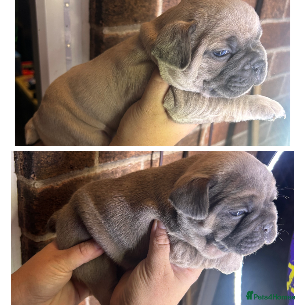 French Bulldog dogs Stunning French Bulldog Puppies  - Advert 3