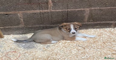 Border Collie dogs Red/Brown Merle Border Collie Pups - Advert 6