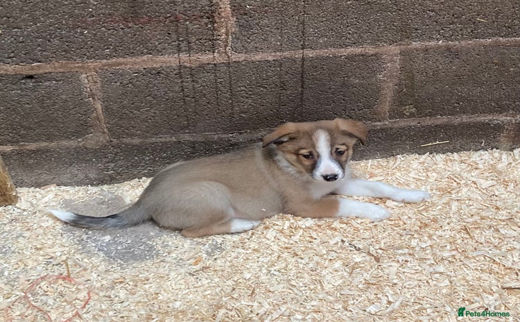 Border Collie dogs - Advert 1