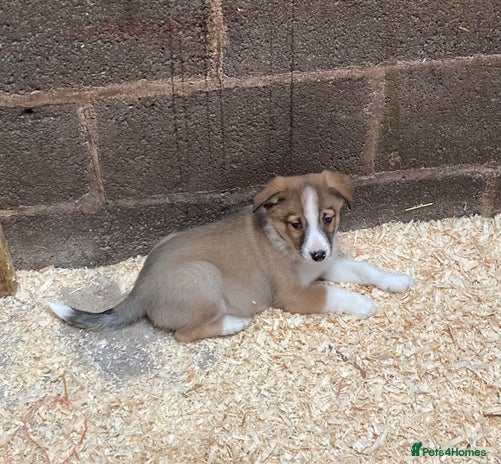 Border Collie dogs - Advert 3