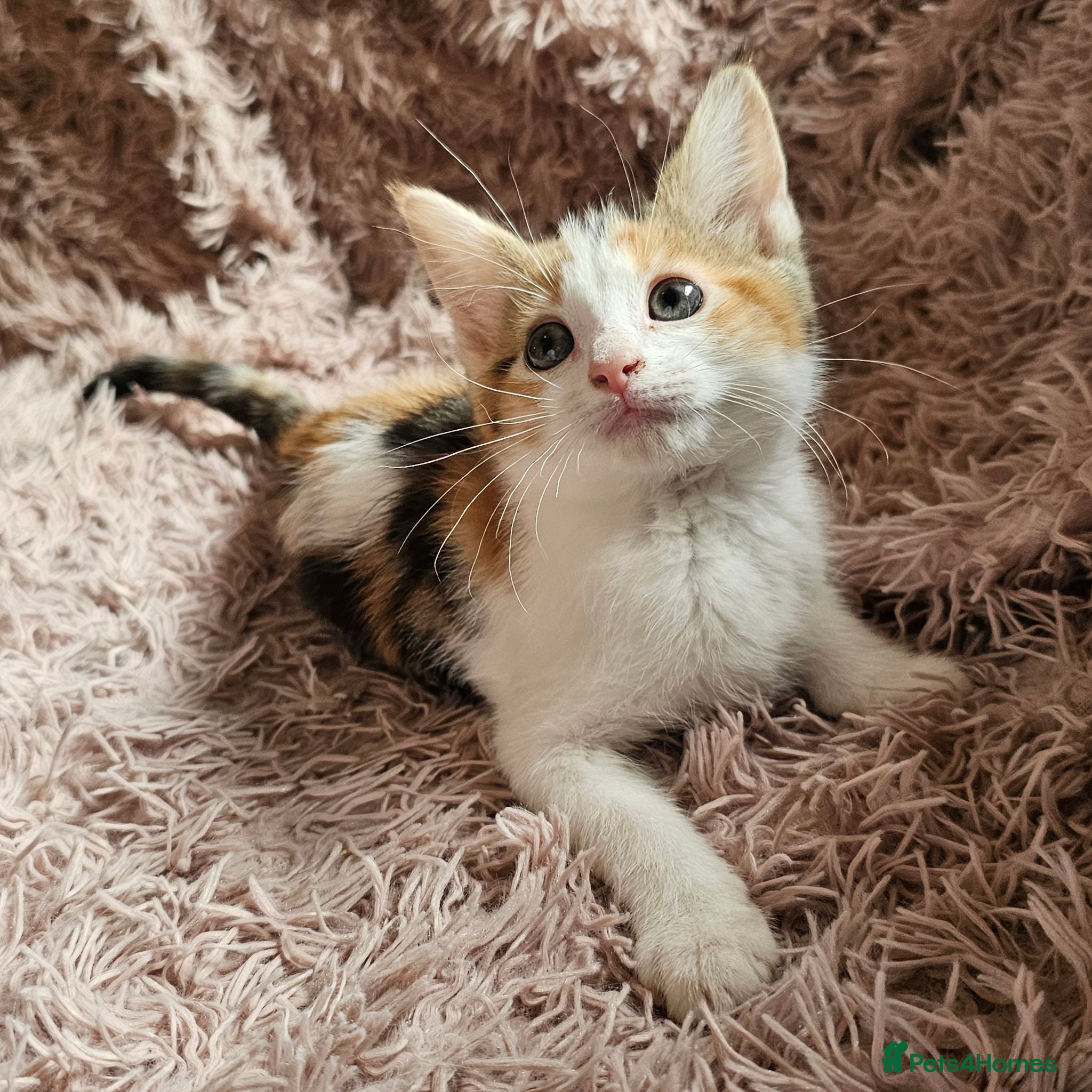 Mixed Breed cats Beautiful Mixed kittens 8 weeks  - Advert 2