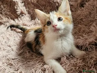 Mixed Breed cats Beautiful Mixed kittens 8 weeks - Advert 6
