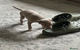 Italian Greyhound dogs for sale: 1 KC reg boy available  - Image 6