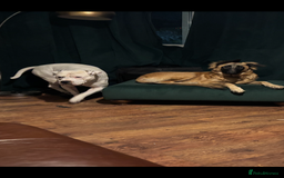 American Bulldog dogs for stud: Classic American bull 🇺🇸  - Image 10