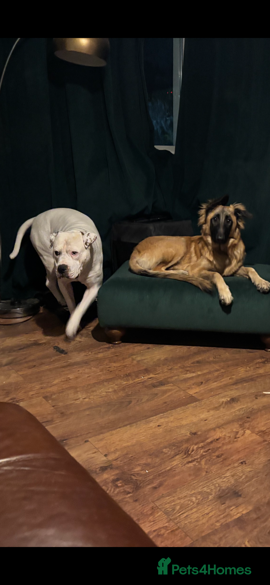 American Bulldog dogs for stud: Classic American bull 🇺🇸  - Image 10