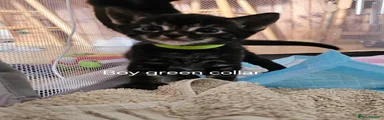 British Shorthair 6
