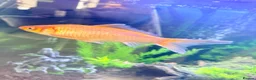 Goldfish fish for sale: Large Goldfishes for sale  - Advert 2