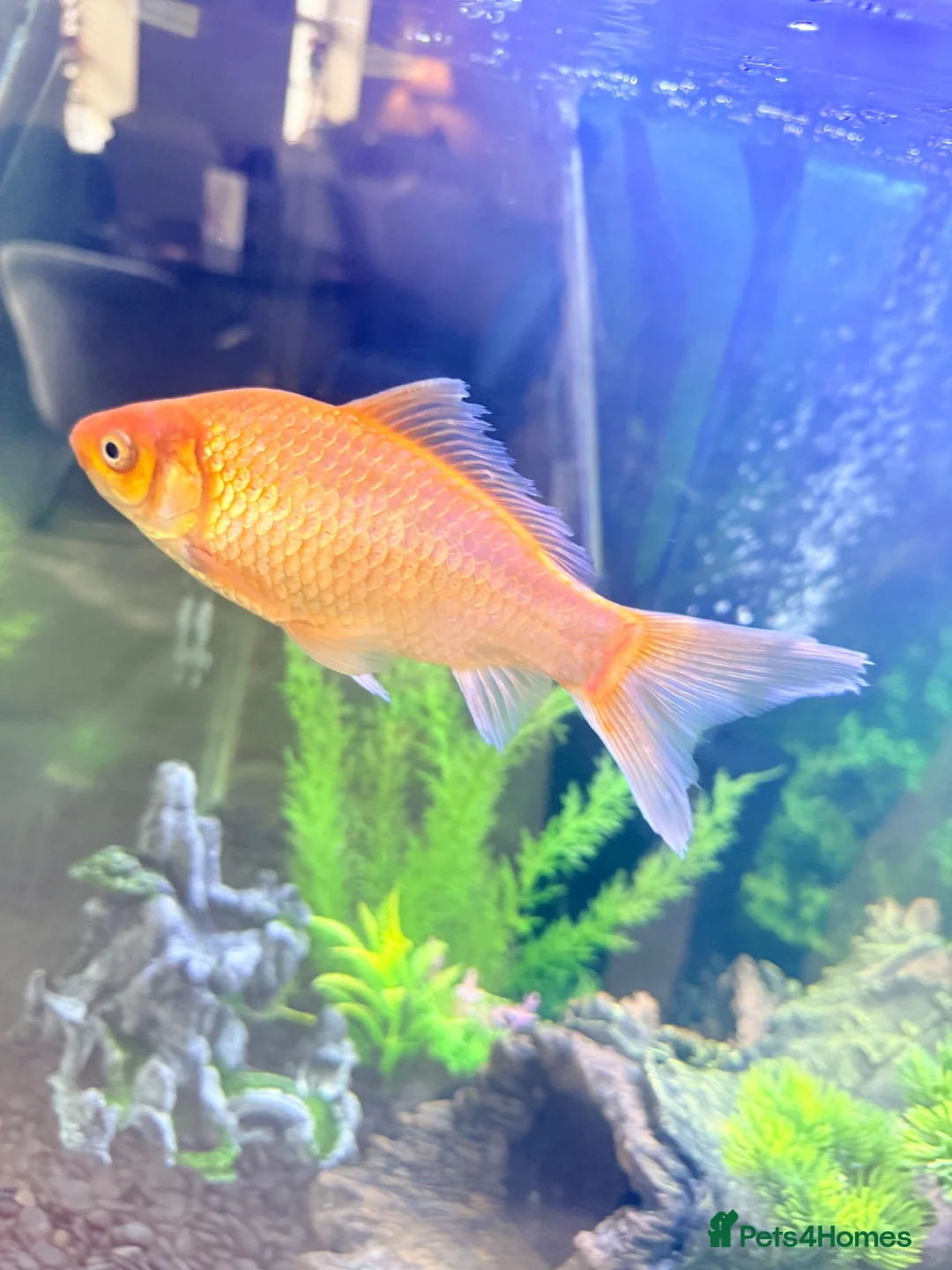 Goldfish fish for sale: Large Goldfishes for sale  - Advert 2