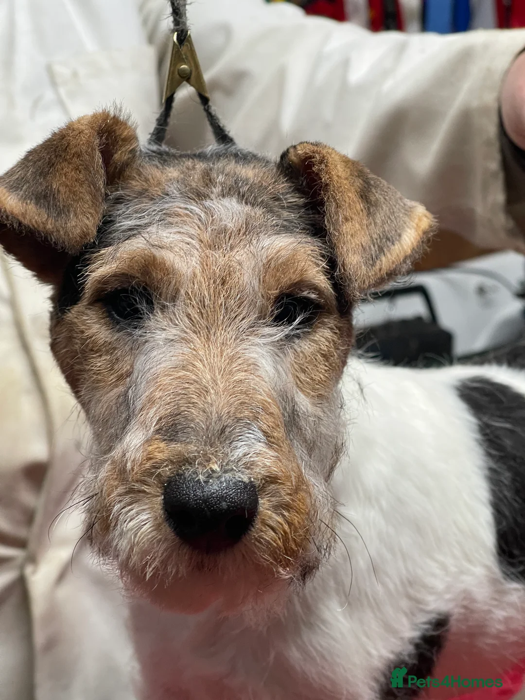 Fox Terrier dogs for sale: Stunning Wire Fox Terrier Puppies  in Belfast - Advert 6
