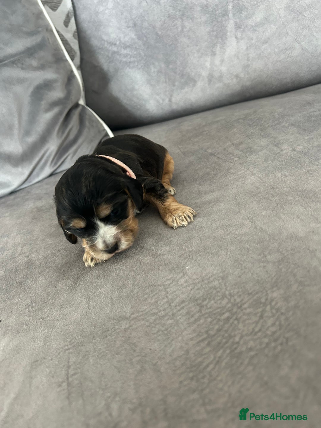 Cocker Spaniel dogs for sale: ✨show type cocker spaniel ✨ - Image 20