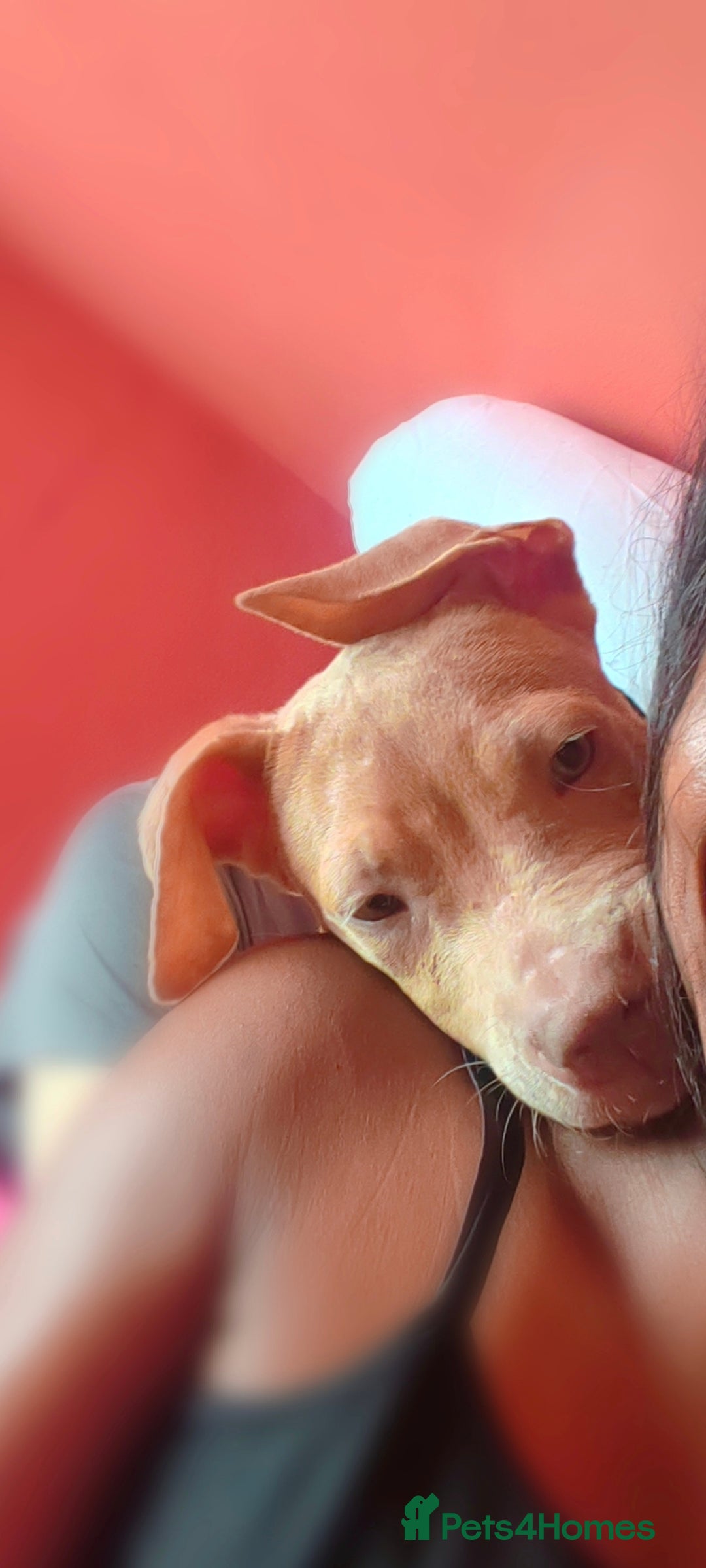 Mixed Breed dogs for sale: Adorable, loving 20 weeks young puppy's  - Image 3