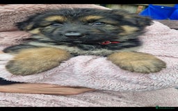 German Shepherd dogs for sale: KC German Shepherd pups LAST 2 BOYS! - Image 25