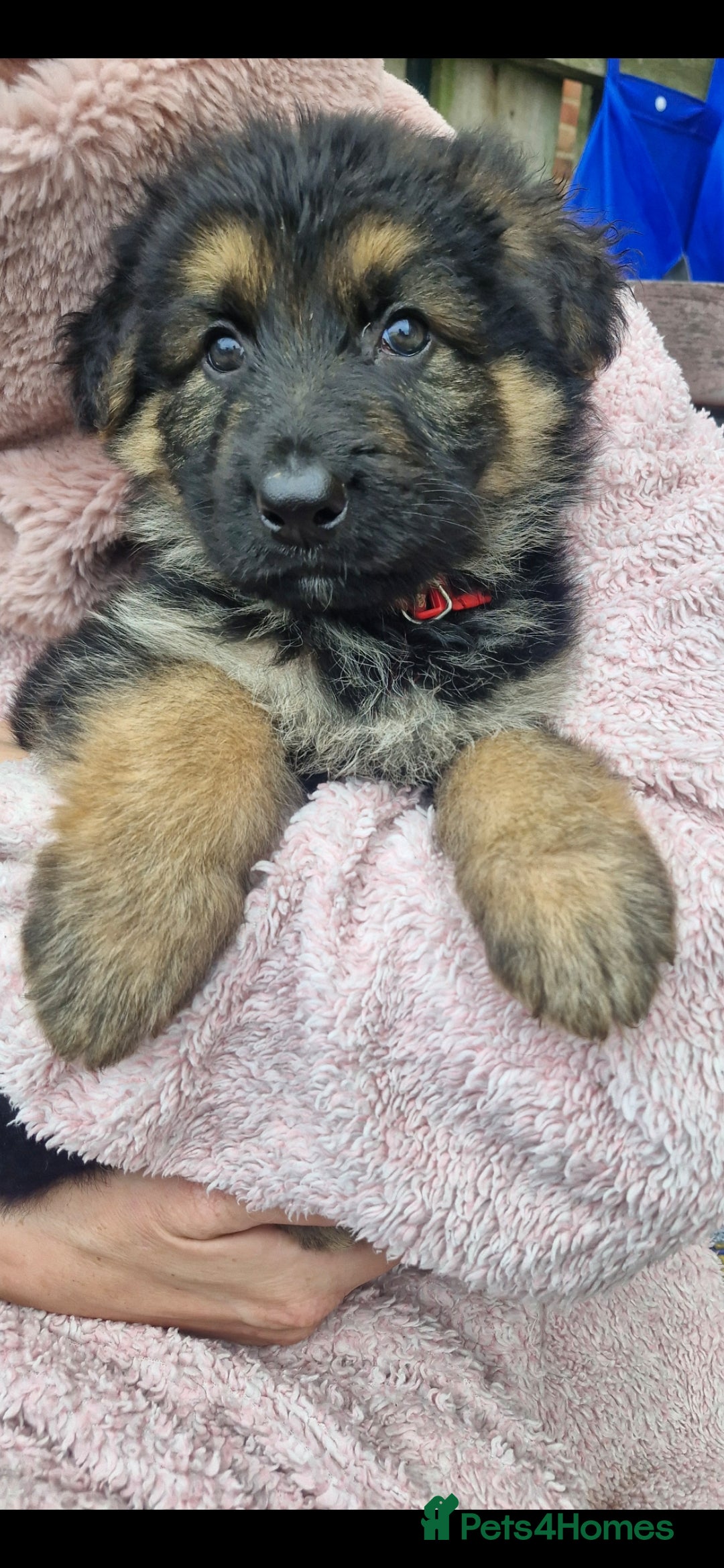 German Shepherd dogs for sale: KC German Shepherd pups LAST 2 BOYS! - Image 25