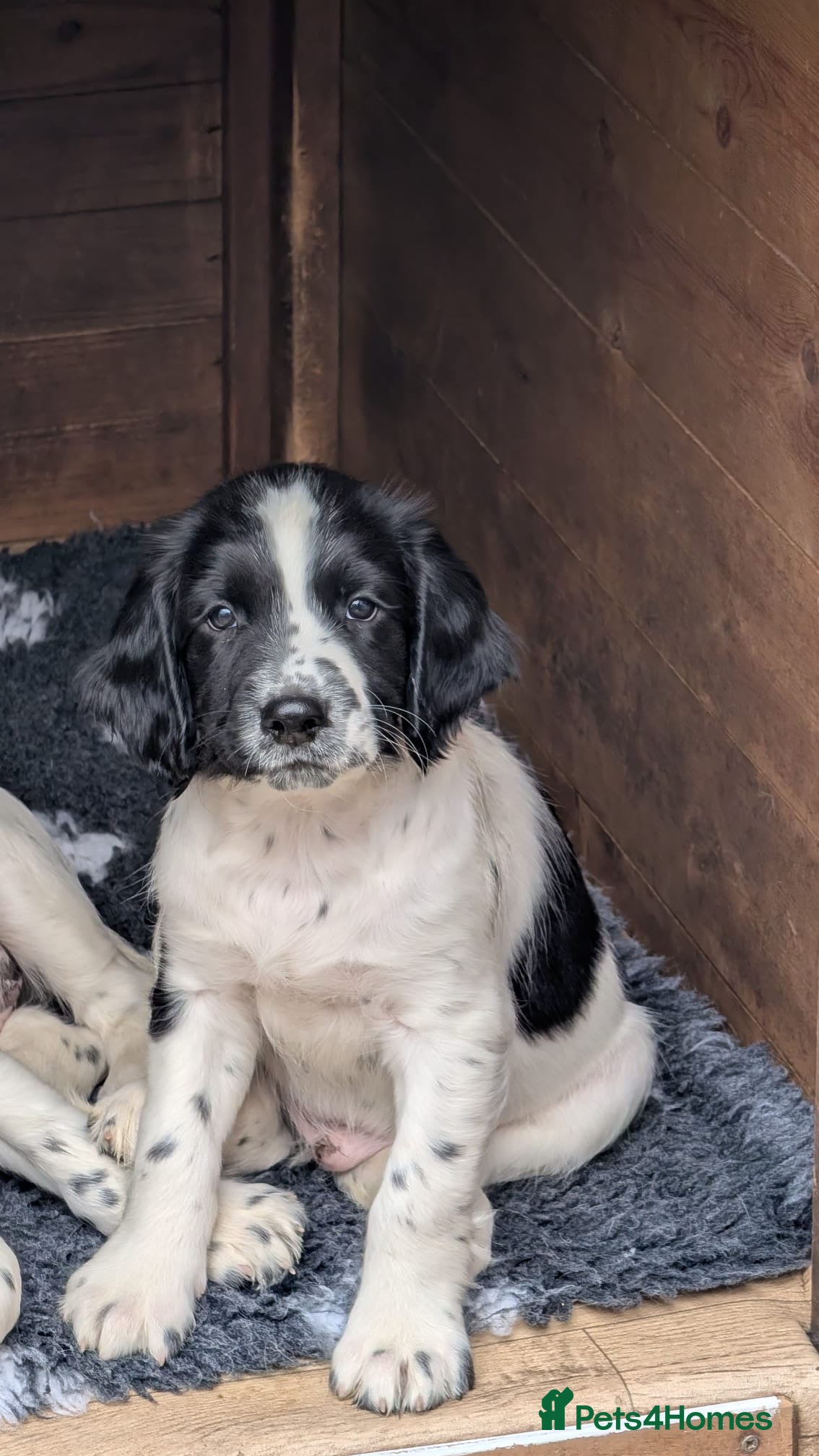 English Springer Spaniel dogs KC reg English Springer Spaniel b/w boy ready now  - Advert 4
