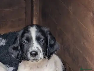 English Springer Spaniel dogs KC reg English Springer Spaniel b/w boy ready now - Advert 4