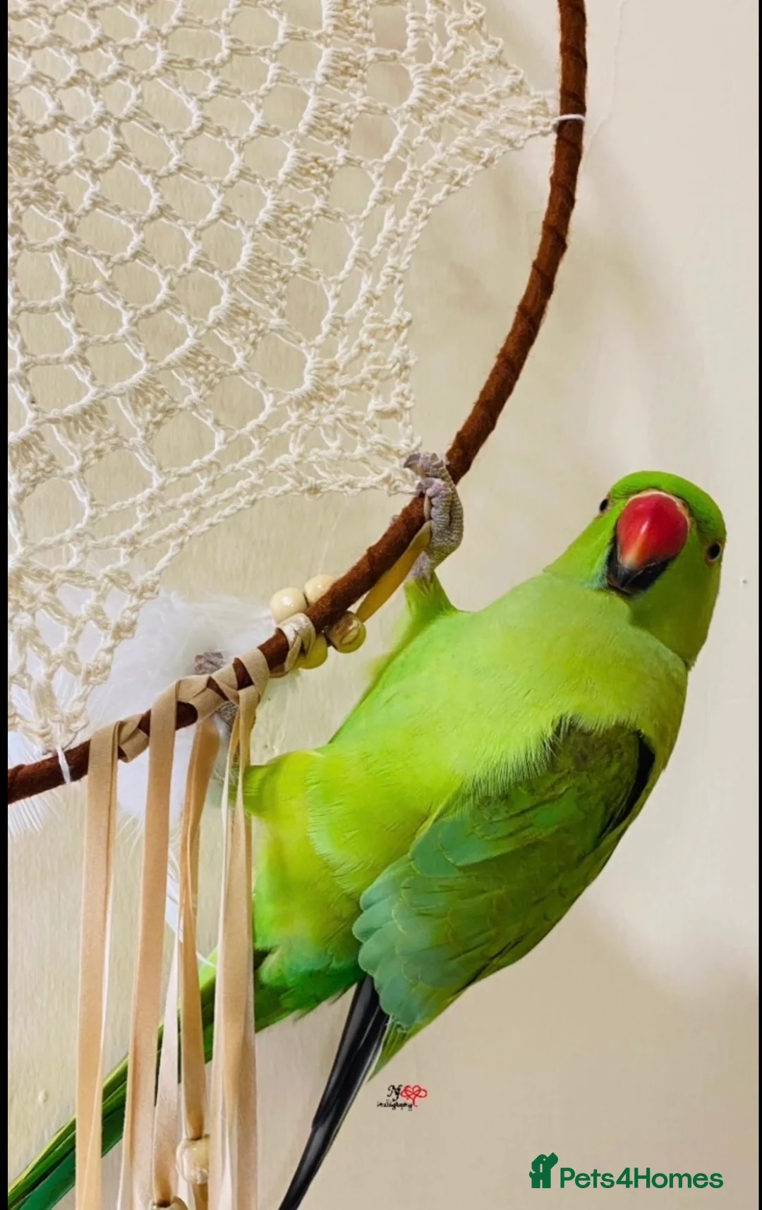 Parrots birds for sale: Baby green ring neck tamed talking parrot  - Advert 2