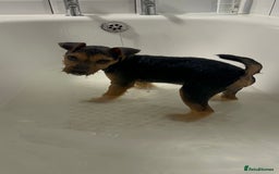 Lakeland Terrier dogs for sale: 5 months Lakeland Terrier girl pup Lottie - Image 4