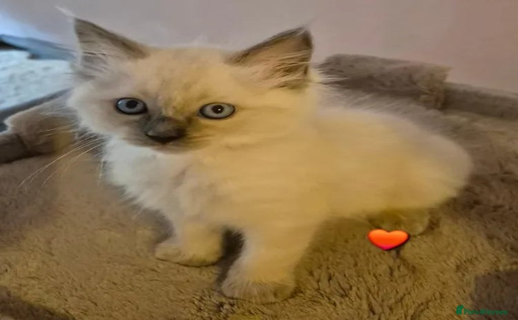 Ragdoll cats - Advert 13