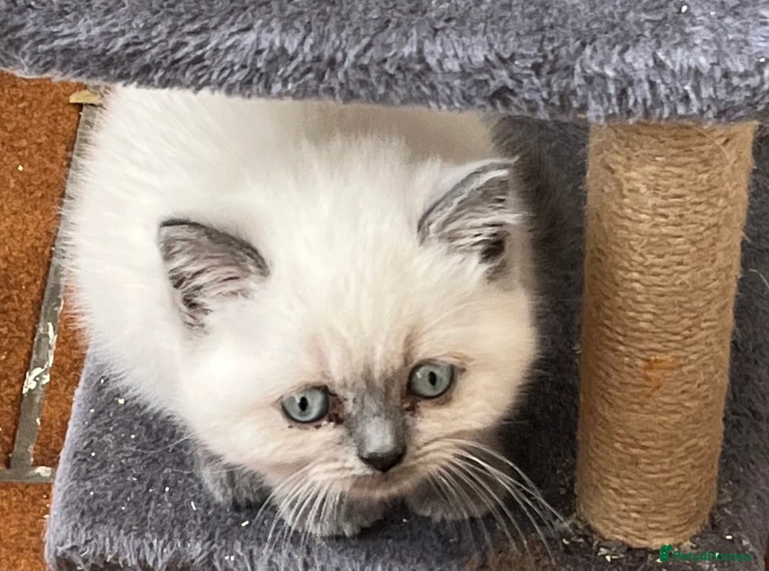 British Shorthair cats for sale: Gorgeous British shorthaired kittens - Image 8