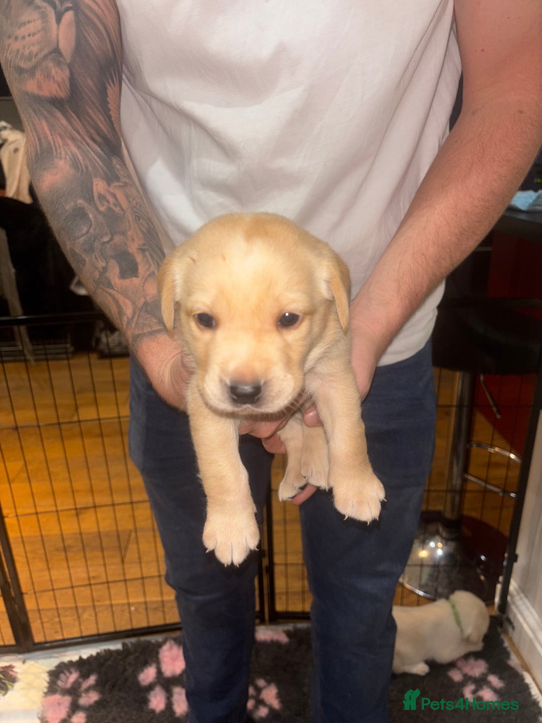 Labrador Retriever dogs for sale: 4 golden male Labrador puppies for sale  - Advert 5