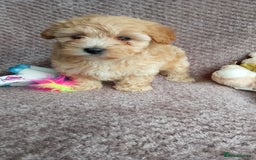 Maltipoo dogs for sale: F1 health tested toy (Asian) maltipoos🩷🩷 - Image 9