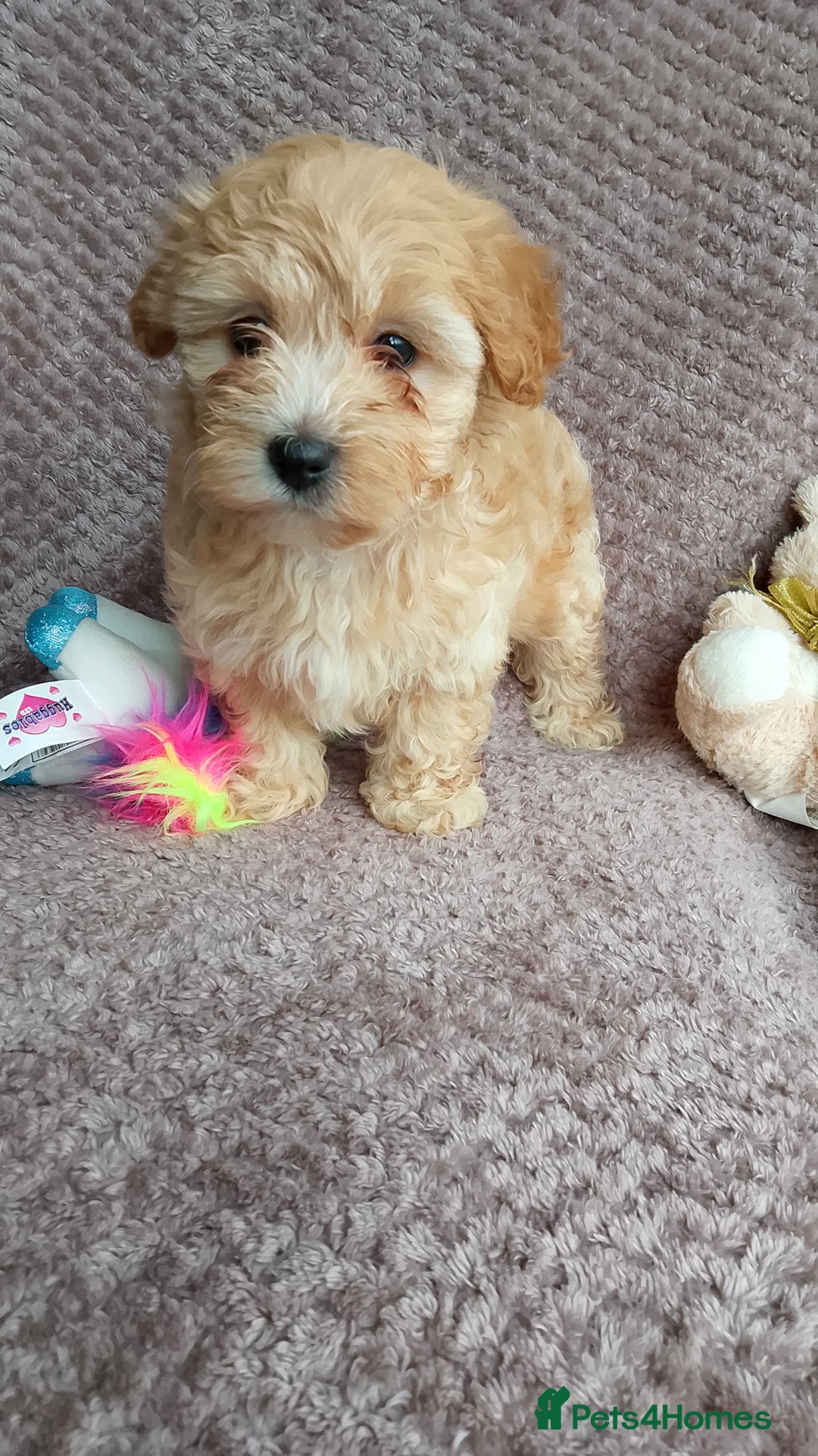 Maltipoo dogs for sale: F1 health tested toy (Asian) maltipoos🩷🩷 - Image 9