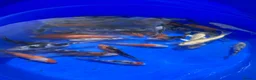 Koi Carp fish for sale: 3-4 inch Koi - Advert 6