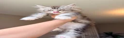 Maine Coon cats for sale: XL MAINE COON EUROPEAN LINES! Ready now!  - Advert 10