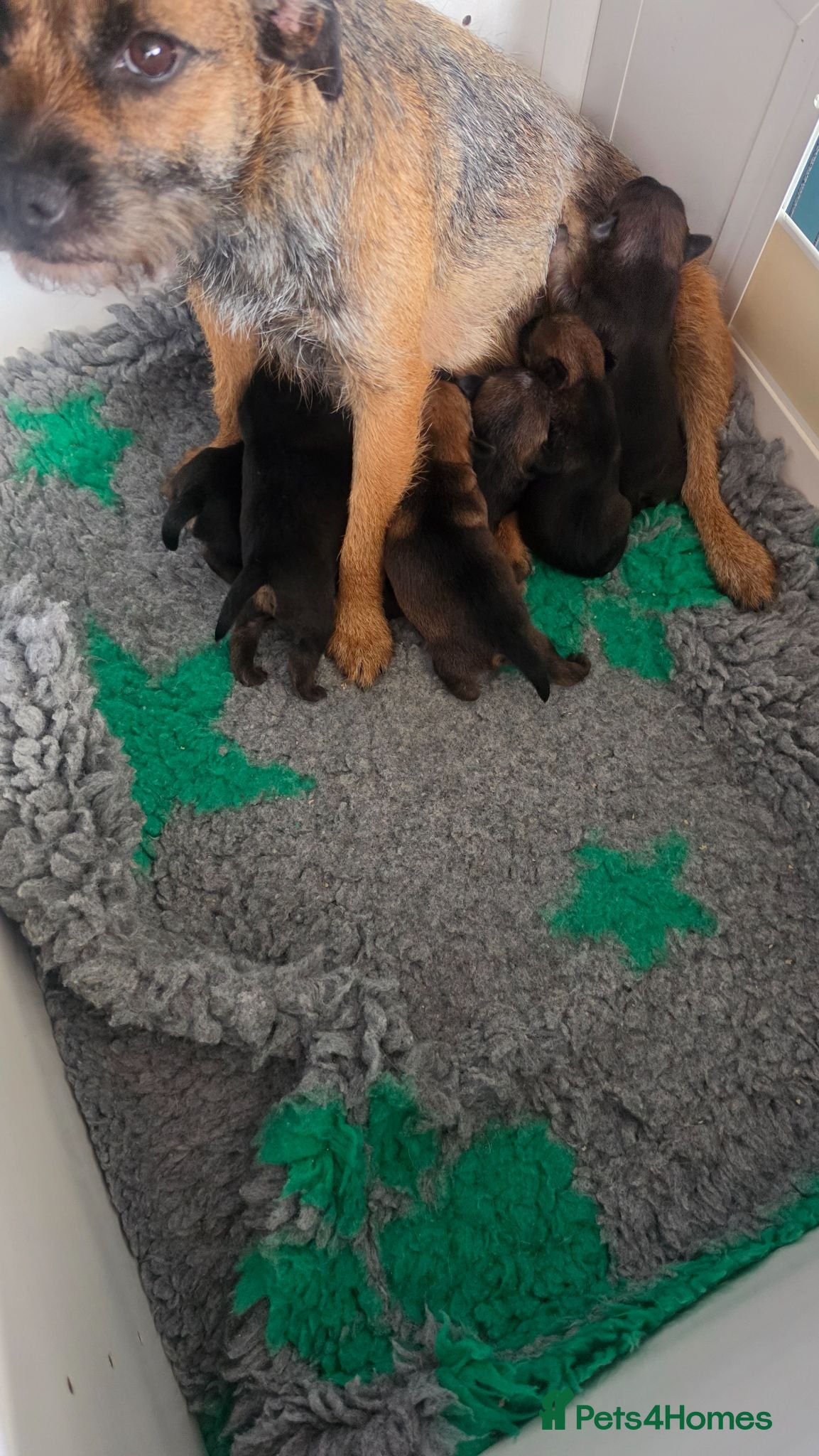 Border Terrier dogs Superb quality border terriers - Advert 1