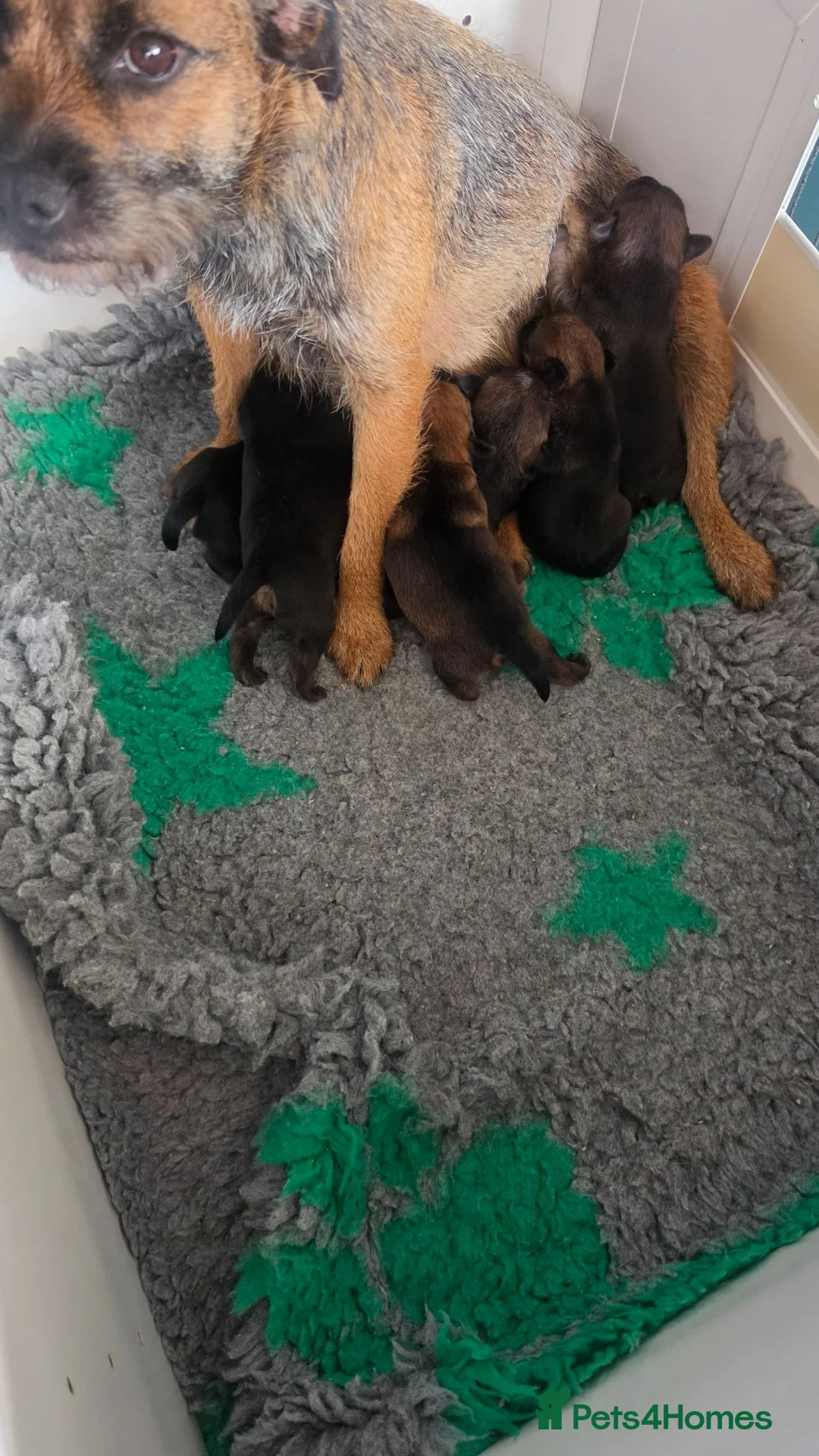 Border Terrier dogs for sale: Superb quality border terriers - Advert 1