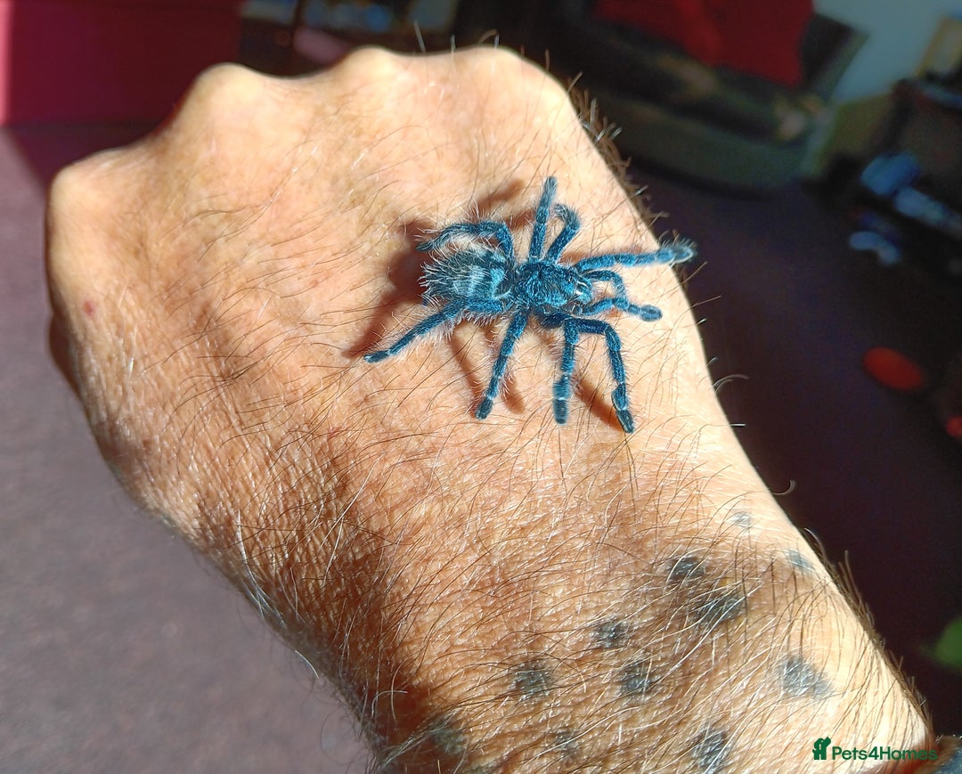 Spiders invertebrates for sale: Caribena Versicolor 4+cm spiderlings - Image 4