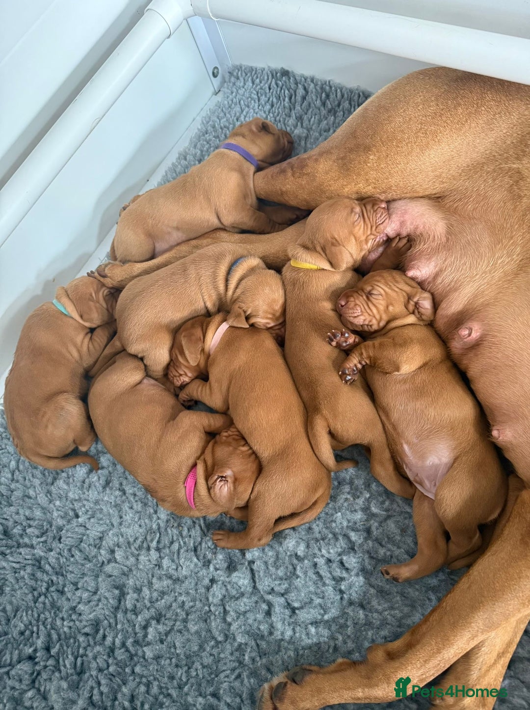 Hungarian Vizsla dogs for sale: KC regarding Hungarian Vizsla puppies - Image 7