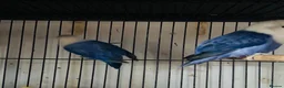 Lovebirds birds for sale: Lovely  birds for sale - Advert 4