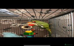 Ringnecks birds for sale: 2 Indian Ringneck Parrots - Image 6