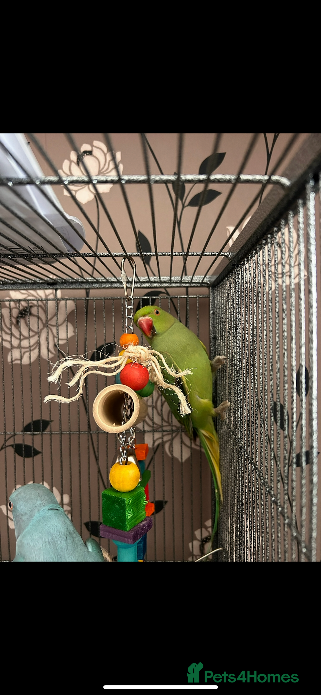 Ringnecks birds for sale: 2 Indian Ringneck Parrots - Image 6