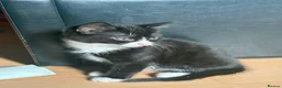 Mixed Breed cats for sale: 2 tuxedo kittens for sale - Advert 5