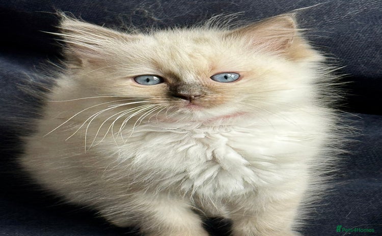 Ragdoll cats - Advert 16