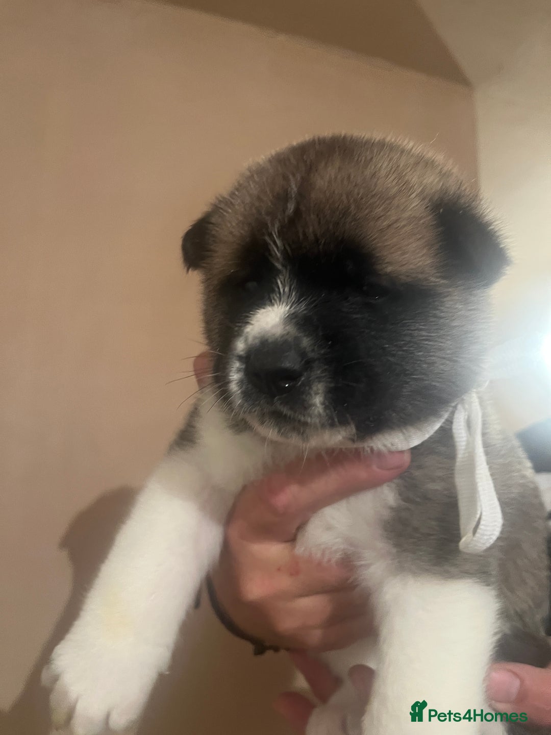 Akita dogs for sale:  Pure Bear-faced American Akita puppies - Image 11